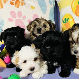 Morkies from Jenn’s Georgia Morkies