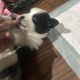 Jinu - Black tri male Miniature Australian Shepherd puppy in Interlachen, Florida from Lucky Bones Miniature Australian Shepherds