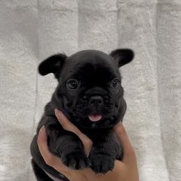 French Bulldog and Shih Tzu Puppies from Puppy Paper House