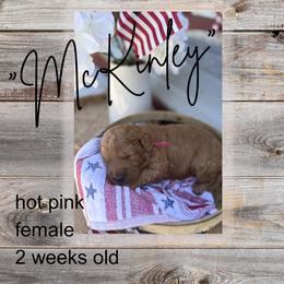 McKinley - Red  female Goldendoodle puppy in Zeeland, Michigan from Dandelion Lane Doodles