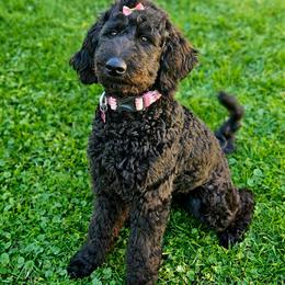 Reba - Black female Double Doodle puppy in Jeddo, Michigan from Bert's Doodles