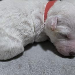 Orion - Red Collar - White male Bichon Frise puppy in Pickens, South Carolina from Beloved Bichon