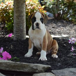 Boxer Puppies from Euro Boxx Boxers