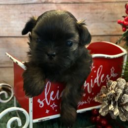 Scout - Gold male Shih Tzu puppy in Claremont, California from Lovable Shih Tzus