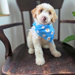 Maggie - Yellow and white female Bernedoodle puppy in Wagener, South Carolina from Noble Friend Breeders LLC