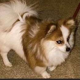 Egypt - Pomeranian
