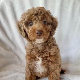 Apple - Merle female Goldendoodle puppy in Rush, New York from Care Bear Puppies