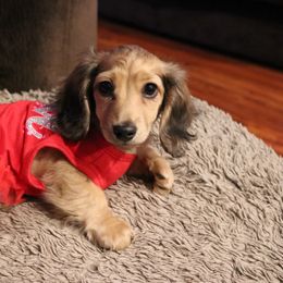 Girl 2 - Cream Dachshund puppy in Murfreesboro, Tennessee from Kimbrie's Dream Cream Doxies