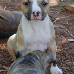 Boy 4 - Red male American Staffordshire Terrier puppy in Ninety Six, South Carolina from Emerald Creek Kennel