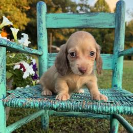 Duncan - Cream male Dachshund puppy in New Albany, Mississippi from Double A. Doxies
