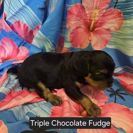 Triple Chocolate Fudge Cake - Black and tan male Cavapoo puppy in Lewisburg, Pennsylvania from Jessie's Puppies