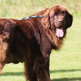 Kate - Newfoundland