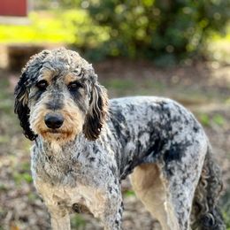 Montana - Bernedoodle