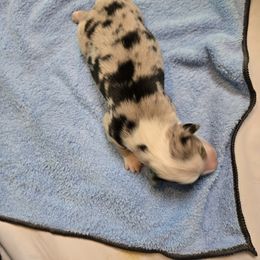 Miniature Australian Shepherd Puppies from Jaylee 's miniature Australian shephards