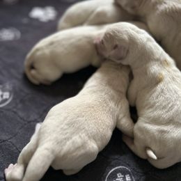 Girl 3 - Yellow female Labrador Retriever puppy in Clayton, North Carolina from The Homestead at Little Creek
