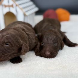 Maple- (second pick of brown females) - female Newfypoo puppy in Brandenburg, Kentucky from Bluegrass River Newfoundlands