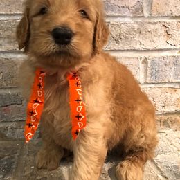 Bernedoodle and Goldendoodle Puppies from Jefferson Doodles
