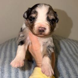 Marsh - Red merle male Australian Shepherd puppy in Anniston, Alabama from All Hale Aussies