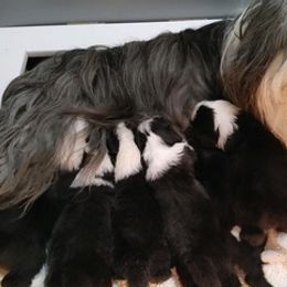 Bearded Collies from Majela Bearded Collie