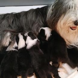 Bearded Collies from Majela Bearded Collie