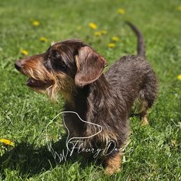 Nova - Dachshund