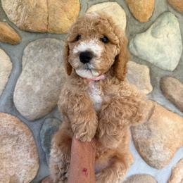 Light Pink - Girl (Guardian Home Opportunity) - Cream female Goldendoodle puppy in Kent City, Michigan from Hannah Mae Doodles