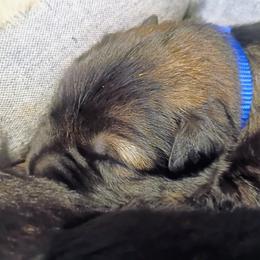 German Shepherd Puppies from Samhain Shepherds