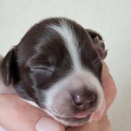 Girl 2 - Piebald female Dachshund puppy in Paradise, Texas from C and J Minis