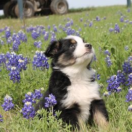 Aussiedoodle, Cavalier King Charles Spaniel, Miniature Australian Shepherd, and Toy Australian Shepherd Puppies from Triple Cross Aussies Triple Cross