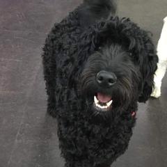 Poodle and Whoodle Puppies from Twin Pines
