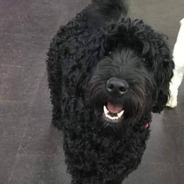 Poodle and Whoodle Puppies from Twin Pines