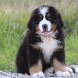 Bernese Mountain Dog Puppies from Home Sweet Bernese