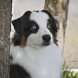 Wynonna (Wyni) - Australian Shepherd
