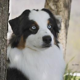Wynonna (Wyni) - Australian Shepherd