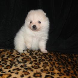 Drew is a playful and outgoing little boy.  He enjoys playing with his sister and loves toys.  He is soooo excited to get picked up and played with in the mornings. - Cream male Pomeranian puppy in Greenville, Georgia from Breezy Hill Poms