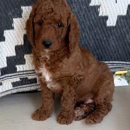 Assorted Doodle Crosses, Goldendoodle, Labradoodle, and Poodle Puppies from Ruff Country Doodles