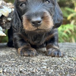 Leopold (3000) - Black and tan male Dachshund puppy in Steele, Alabama from Taylored Dachshunds
