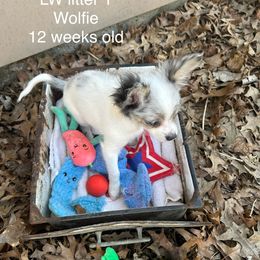 Chihuahua Puppies from My Crzy Chihuahuas