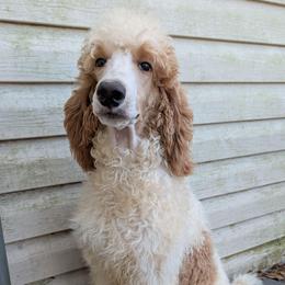 Ares - Parti male Poodle puppy in Magnolia, Texas from Celestial Jewels Poodles