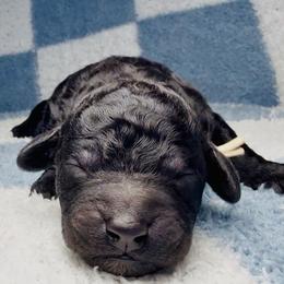 White Collar Boy - Black male Goldendoodle puppy in Litchfield, Connecticut from Gracie Doodles CT