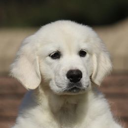 Golden Retriever, Newfoundland, and Shetland Sheepdog Puppies from Galaxies