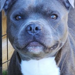 Ne-Yo - Staffordshire Bull Terrier