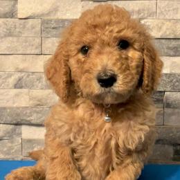 Charlie (FKA Galaxy) - Apricot Goldendoodle puppy in Philadelphia, Pennsylvania from Philly's Designer Doodles