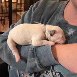 Anarchy - White and black female Dalmatian puppy in Mount Vernon, Missouri from Spots & Spirals