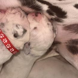 Girl 4 purple - White and liver brown female Dalmatian puppy in Miami, Florida from Soflo Dalmatians