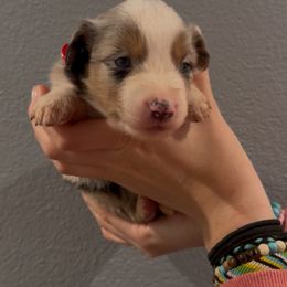 Evie - Blue merle female Miniature Australian Shepherd puppy in North Lakeport, California from Wild Rose Ranch