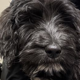 Meredith - Goldendoodle puppy in Petoskey, Michigan from Petoskey Goldendoodles