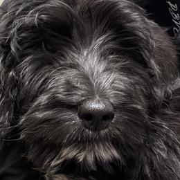 Meredith - Goldendoodle puppy in Petoskey, Michigan from Petoskey Goldendoodles