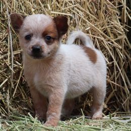 Ridge - Red speckled male Australian Cattle Dog puppy in Tucson, Arizona from Soqui Ortiz Cattle Ranch