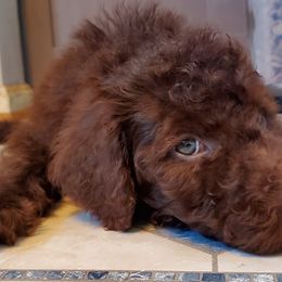 Australian Labradoodle and Poodle Puppies from Oodles of Doodles and some Poodles